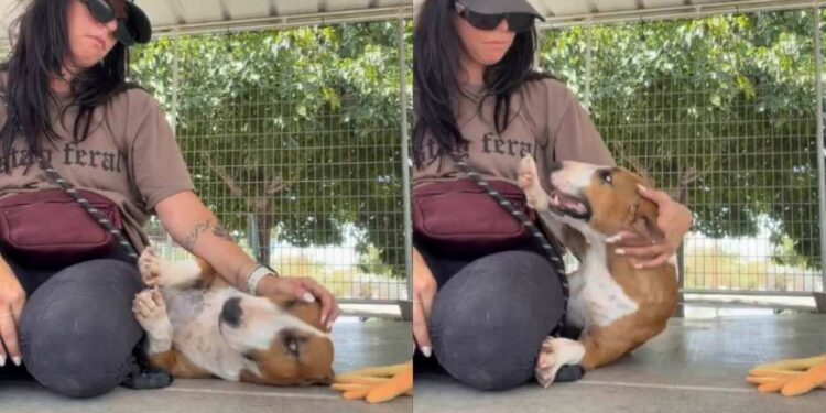 Shelter Dog Falls Into Human’s Arms in Her Kennel, but Her Reaction Shows Just What She Needed