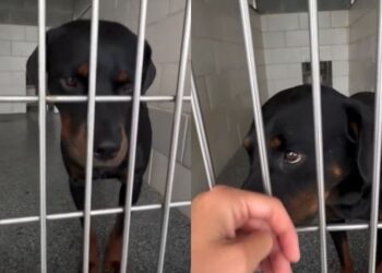 Shelter Dog Watches Visitor Walk Past Her Kennel & Does the Same Heartbreaking Thing Every Time