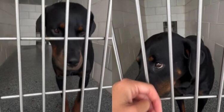 Shelter Dog Watches Visitor Walk Past Her Kennel & Does the Same Heartbreaking Thing Every Time