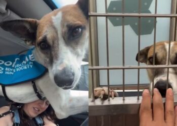 ‘Scared’ Shelter Dog Suddenly Panics in the Car & Human Understands What She’s Trying To Say