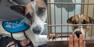 ‘Scared’ Shelter Dog Suddenly Panics in the Car & Human Understands What She’s Trying To Say