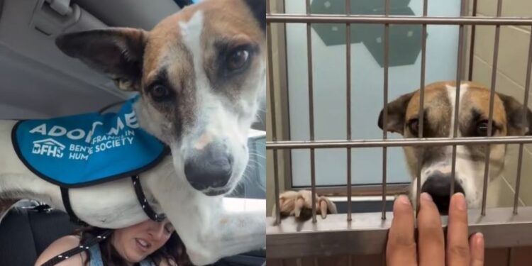 ‘Scared’ Shelter Dog Suddenly Panics in the Car & Human Understands What She’s Trying To Say