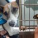 ‘Scared’ Shelter Dog Suddenly Panics in the Car & Human Understands What She’s Trying To Say