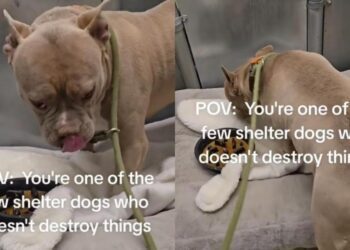 Shelter Dog Finds Himself Starting Over in a Tiny Kennel After His Family Leaves Him Behind