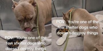 Shelter Dog Finds Himself Starting Over in a Tiny Kennel After His Family Leaves Him Behind