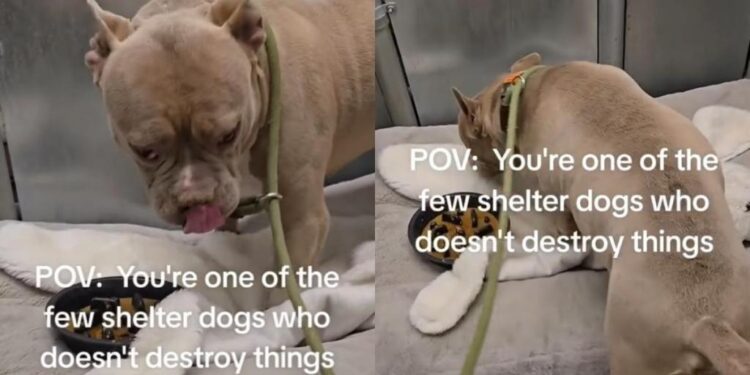 Shelter Dog Finds Himself Starting Over in a Tiny Kennel After His Family Leaves Him Behind