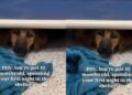 Shelter Dog Spends First Night at Kennel Hiding Under Her Bed, Terrified of the Unknown