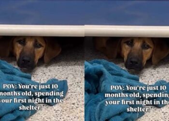 Shelter Dog Spends First Night at Kennel Hiding Under Her Bed, Terrified of the Unknown