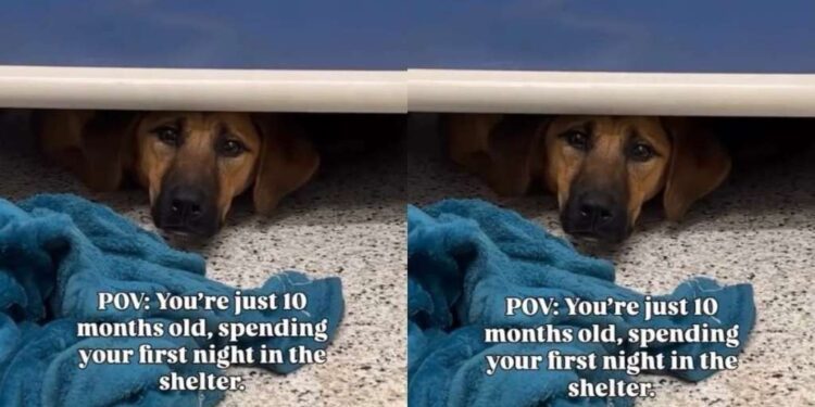 Shelter Dog Spends First Night at Kennel Hiding Under Her Bed, Terrified of the Unknown