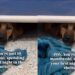 Shelter Dog Spends First Night at Kennel Hiding Under Her Bed, Terrified of the Unknown