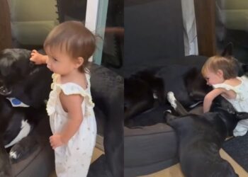 One Tiny Toddler Somehow Becomes the Fun Police for the Dogs & They Don’t Even Mind