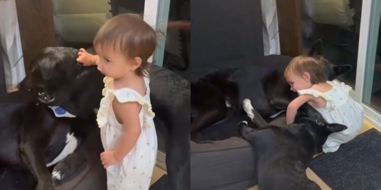 One Tiny Toddler Somehow Becomes the Fun Police for the Dogs & They Don’t Even Mind
