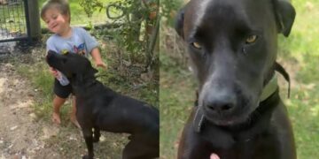 Toddler Sneaks Neighbor’s Dog Into His Home for a Playdate, Only To Get Showered With Kisses