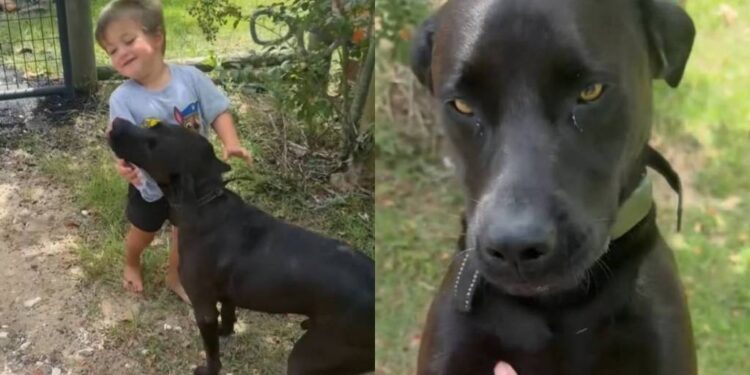 Toddler Sneaks Neighbor’s Dog Into His Home for a Playdate, Only To Get Showered With Kisses
