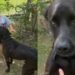 Toddler Sneaks Neighbor’s Dog Into His Home for a Playdate, Only To Get Showered With Kisses