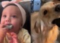 Baby Picks up Golden Retriever’s Toy Habit, but Her Tiny Growl Gives Her Away
