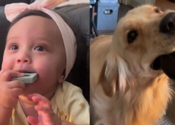 Baby Picks up Golden Retriever’s Toy Habit, but Her Tiny Growl Gives Her Away