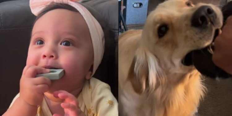 Baby Picks up Golden Retriever’s Toy Habit, but Her Tiny Growl Gives Her Away