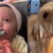 Baby Picks up Golden Retriever’s Toy Habit, but Her Tiny Growl Gives Her Away