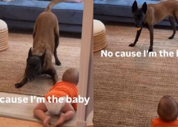 Dog Takes a Tiny Human’s Pacifier — Someone Isn’t Quite Ready to Stop Being the Baby Yet