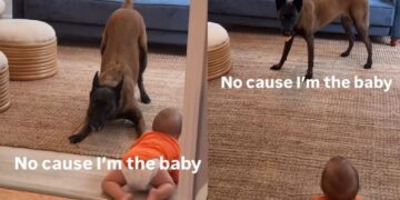 Dog Takes a Tiny Human’s Pacifier — Someone Isn’t Quite Ready to Stop Being the Baby Yet