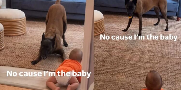 Dog Takes a Tiny Human’s Pacifier — Someone Isn’t Quite Ready to Stop Being the Baby Yet