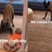 Dog Takes a Tiny Human’s Pacifier — Someone Isn’t Quite Ready to Stop Being the Baby Yet