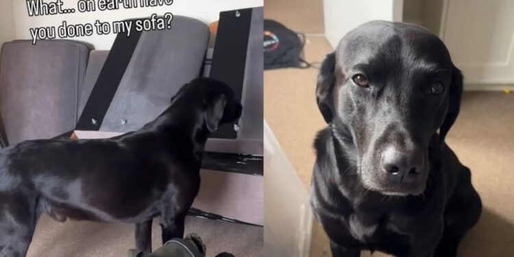 Dog Inspects the Dismantled Sofa, Then Stares at Owner Like They’ve Crossed a Serious Line