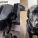 Dog Inspects the Dismantled Sofa, Then Stares at Owner Like They’ve Crossed a Serious Line