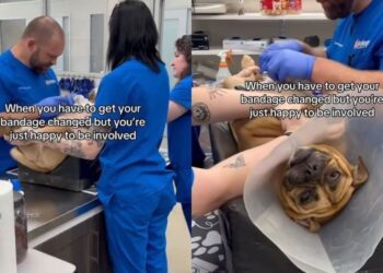 Dog Gets a Bandage Change At the Vet but Seems Far More Interested in Getting Belly Rubs