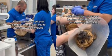 Dog Gets a Bandage Change At the Vet but Seems Far More Interested in Getting Belly Rubs