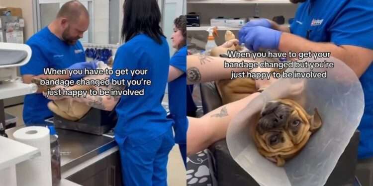 Dog Gets a Bandage Change At the Vet but Seems Far More Interested in Getting Belly Rubs