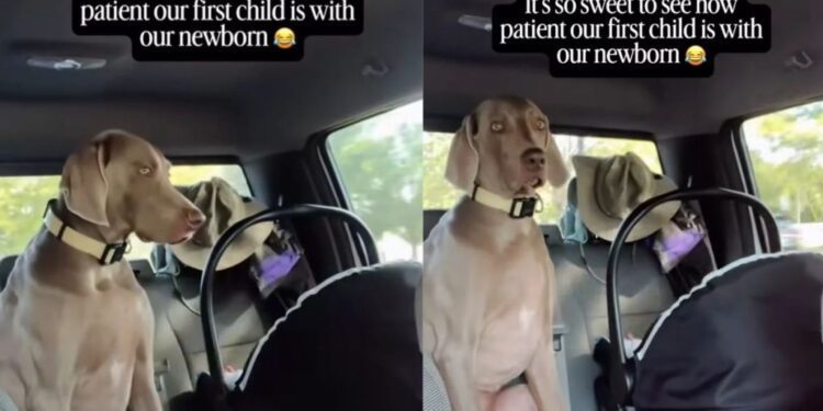 Baby Won’t Stop Crying, but Her Dog Stays Close & Keeps Checking on Her