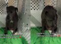 Shelter Dog Returns to the Same Tiny Kennel She Left Behind & Looks Utterly Heartbroken