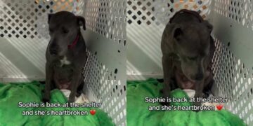 Shelter Dog Returns to the Same Tiny Kennel She Left Behind & Looks Utterly Heartbroken