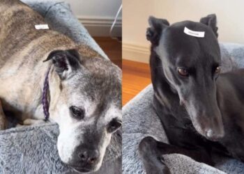 Household Dogs Get Officially Labelled After Kid Discovers the Label Maker
