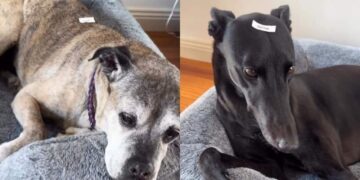 Household Dogs Get Officially Labelled After Kid Discovers the Label Maker