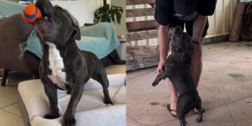 Dog Can Barely Contain His Happiness, So He Lets Humans Know With the Loudest Possible Moan