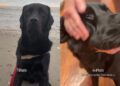 Dog’s Day Doesn’t Officially Start Until He Gets a Series of Massages
