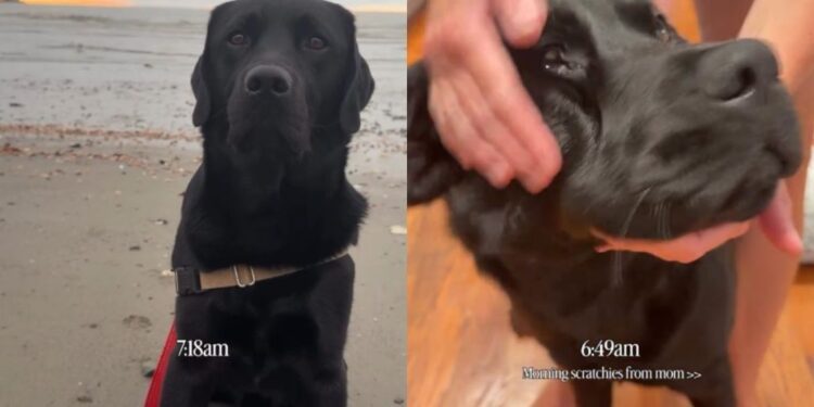Dog’s Day Doesn’t Officially Start Until He Gets a Series of Massages