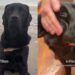 Dog’s Day Doesn’t Officially Start Until He Gets a Series of Massages