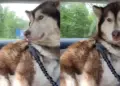 Dog Does Something She Never Did After Owner Returns Home
