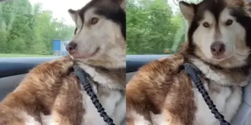 Dog Does Something She Never Did After Owner Returns Home