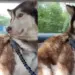 Dog Does Something She Never Did After Owner Returns Home