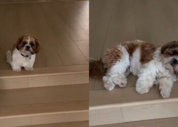Tiny Dog Doesn’t Even Try To Hide That He Wants Belly Rubs as Soon as Mom Comes Close