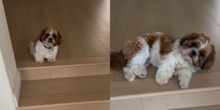 Tiny Dog Doesn’t Even Try To Hide That He Wants Belly Rubs as Soon as Mom Comes Close