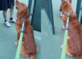 Stranger Notices What Golden Retriever Is Staring at & Makes His Entire Day