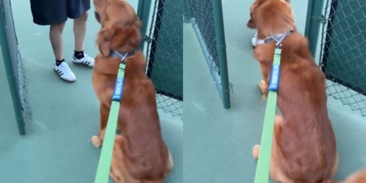 Stranger Notices What Golden Retriever Is Staring at & Makes His Entire Day