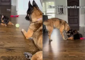Puppy’s Tough-Guy Act Ends Fast When Big Dog Gets Up
