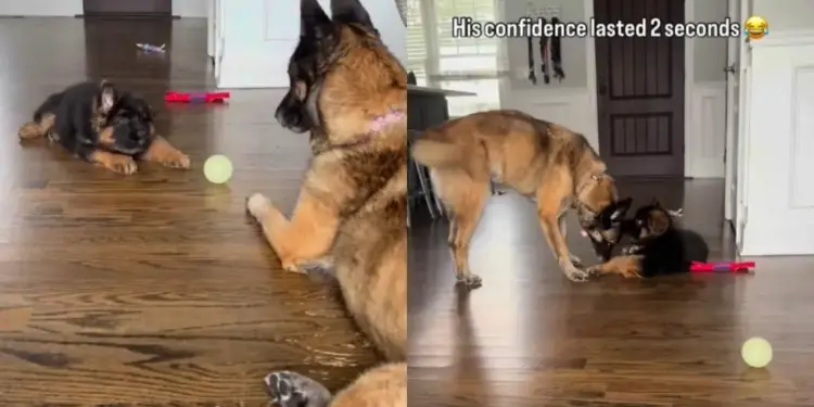 Puppy’s Tough-Guy Act Ends Fast When Big Dog Gets Up